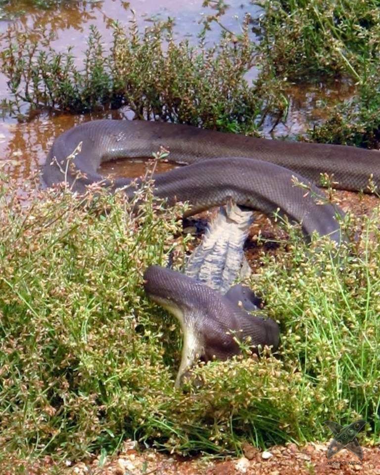 Питон съел целого крокодила