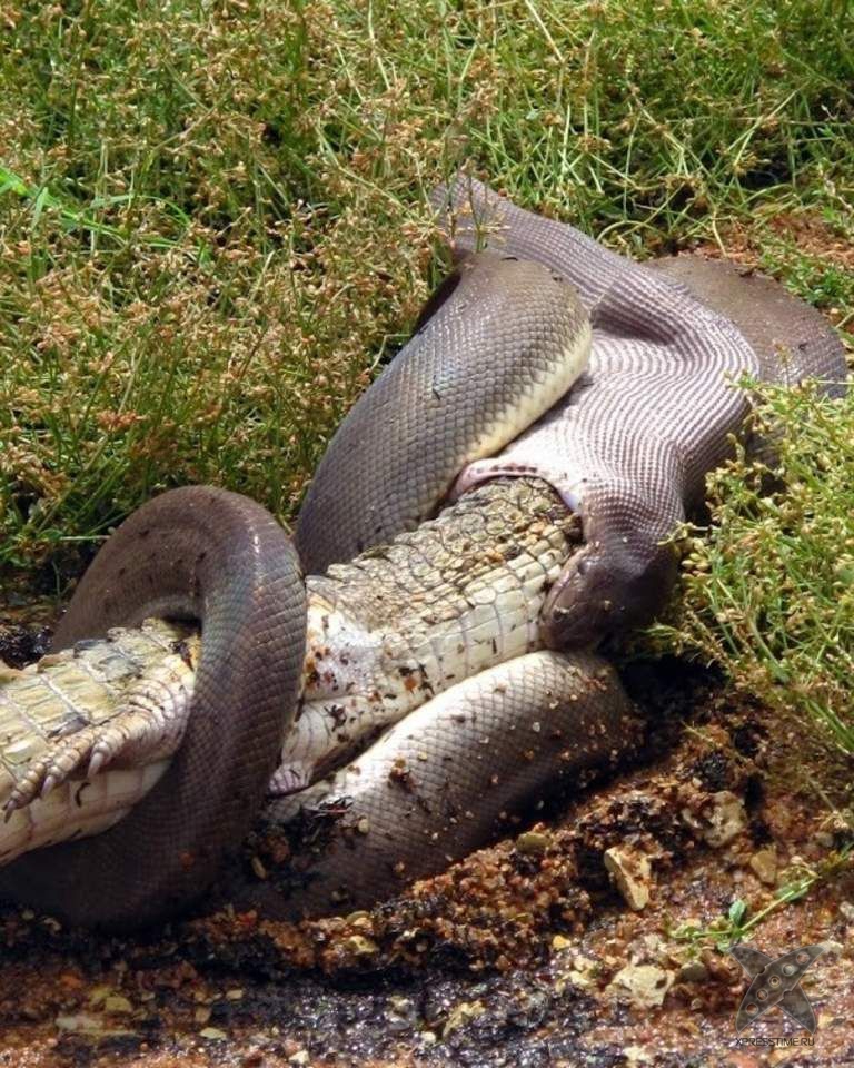 Питон съел целого крокодила