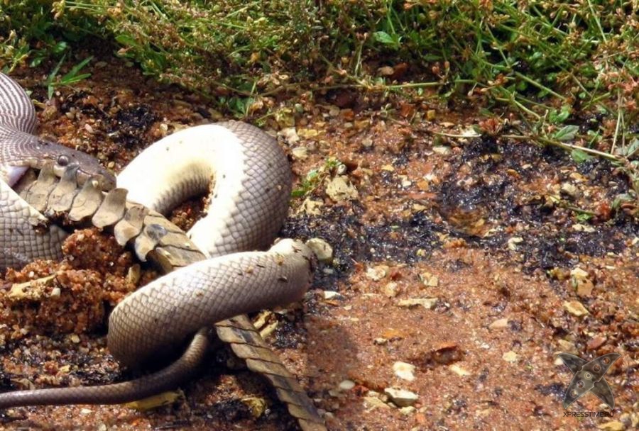 Питон съел целого крокодила