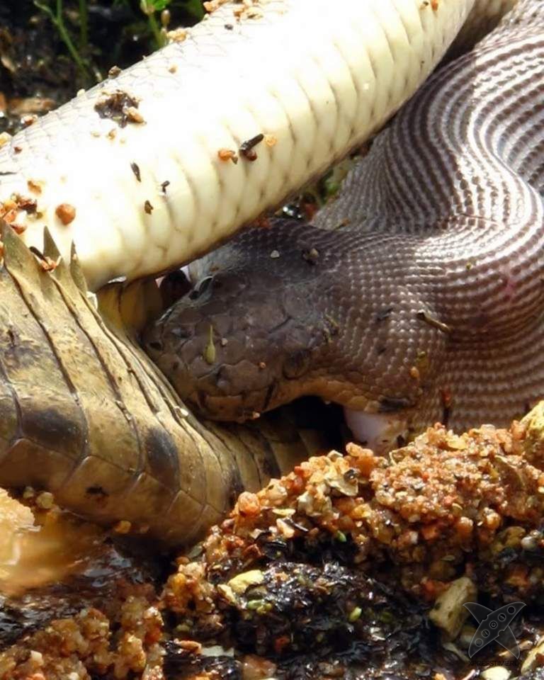 Питон съел целого крокодила