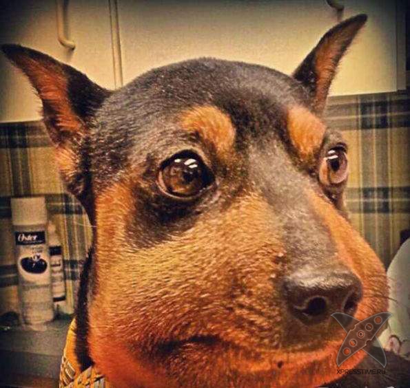 Последствия укуса пчелы