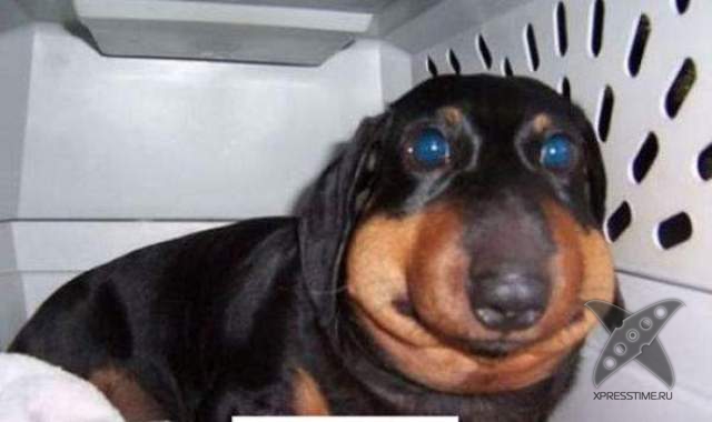 Последствия укуса пчелы