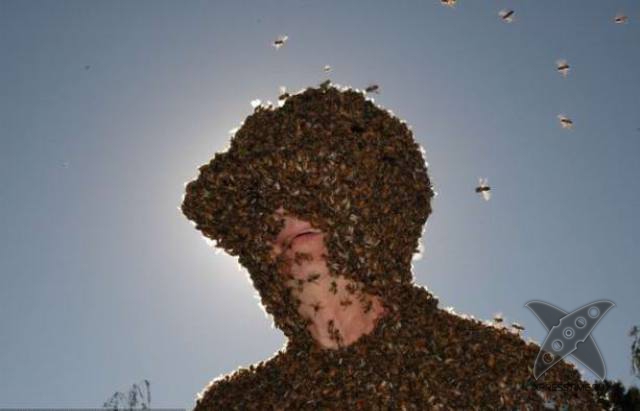 Последствия укуса пчелы