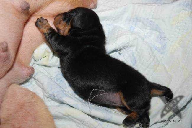 Мини Винни - первая в мире клонированная собака