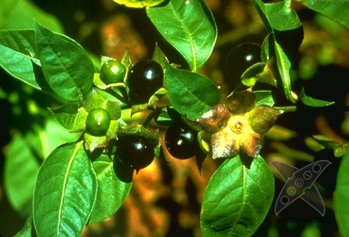 7 ужасных жертв ради красоты