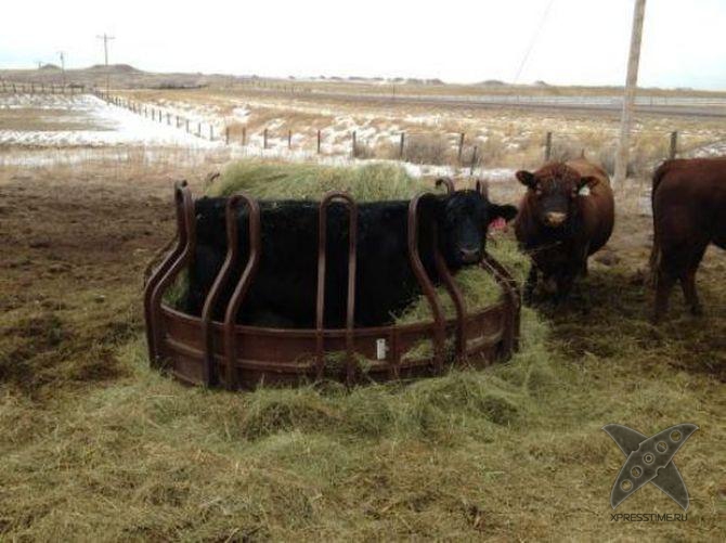 Застрявшие животные