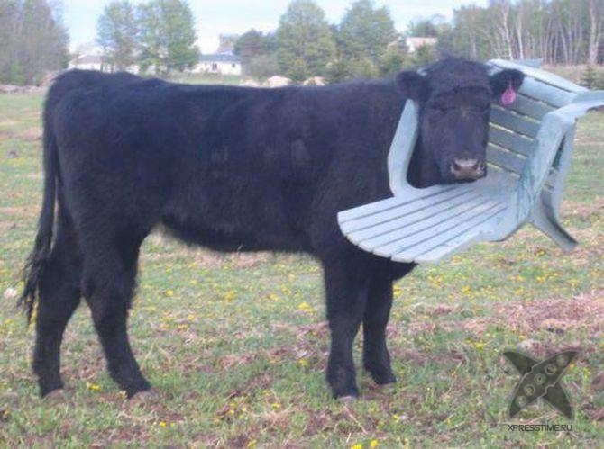 Застрявшие животные