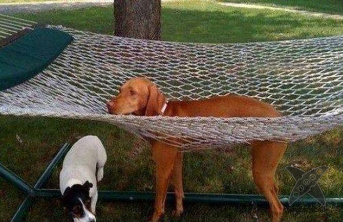 Застрявшие животные