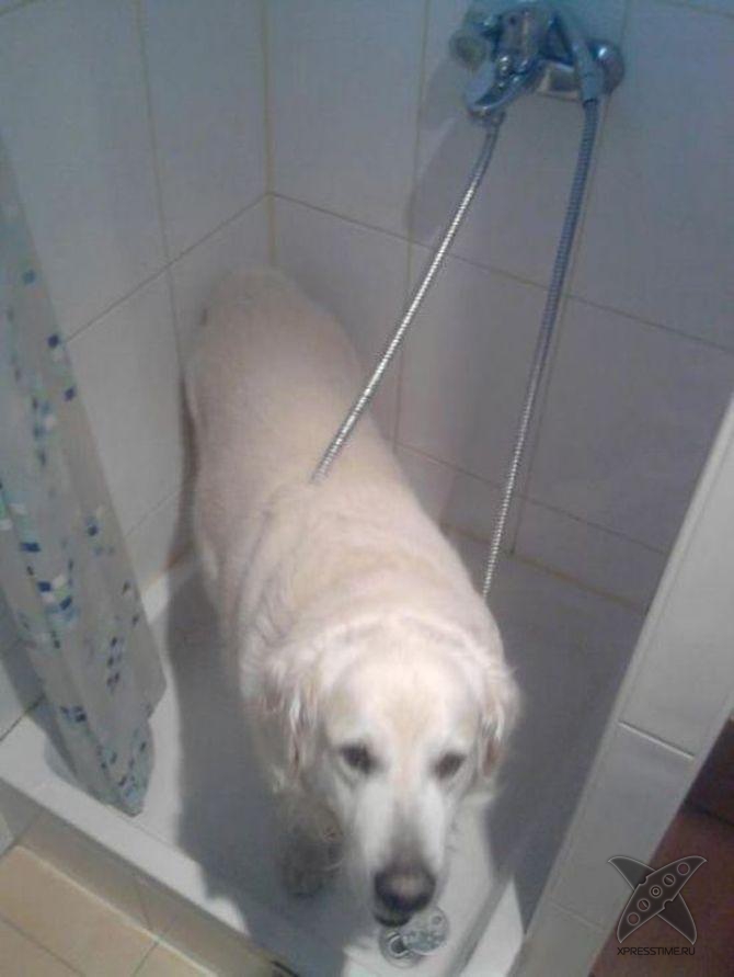 Застрявшие животные