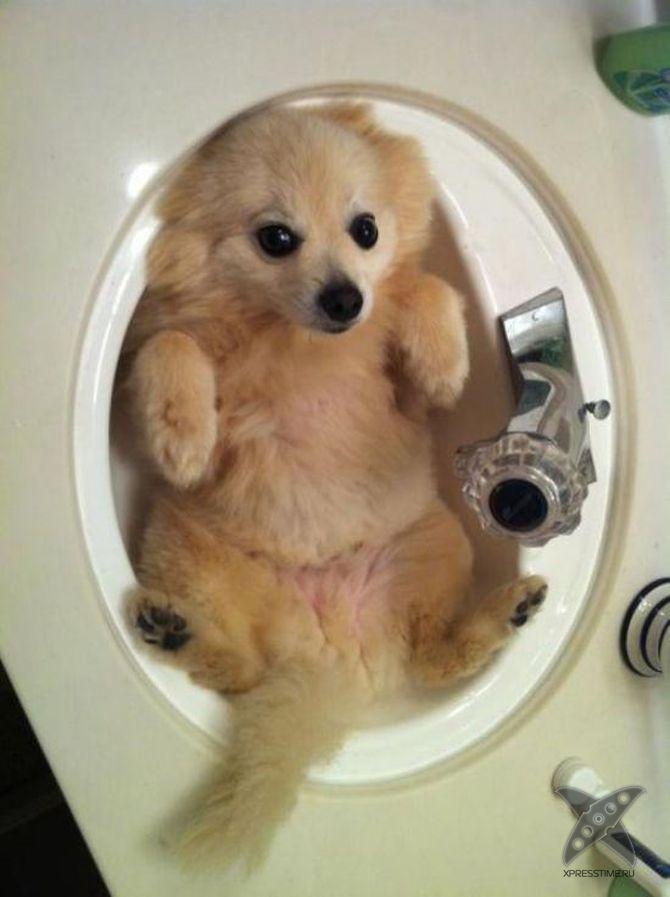 Застрявшие животные