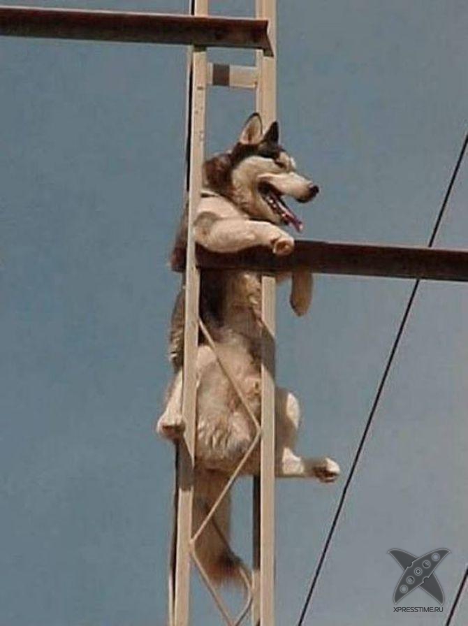 Застрявшие животные