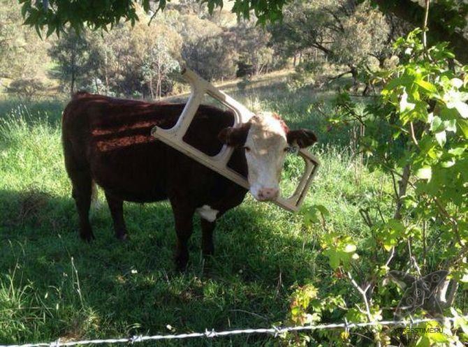 Застрявшие животные