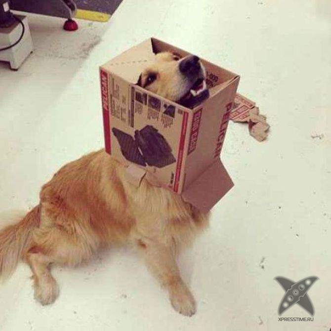 Застрявшие животные