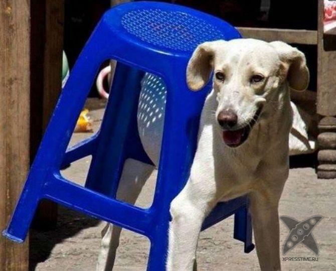 Застрявшие животные