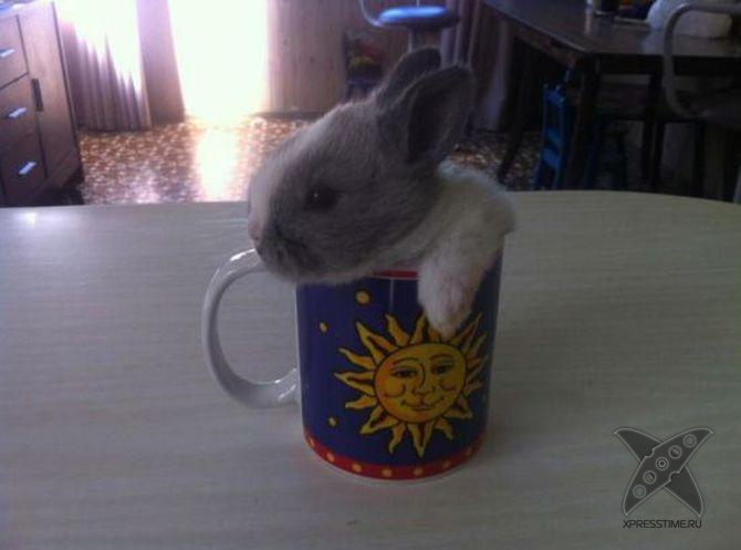 Застрявшие животные