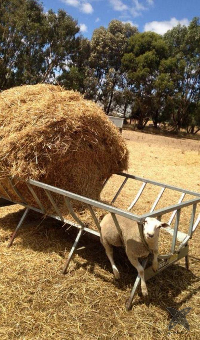 Застрявшие животные