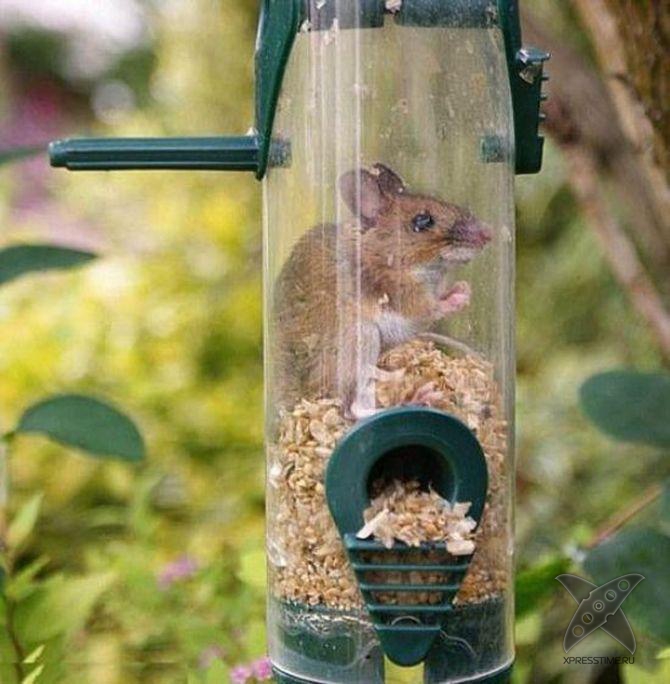 Застрявшие животные