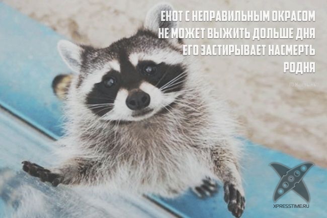 Необычные рифмы