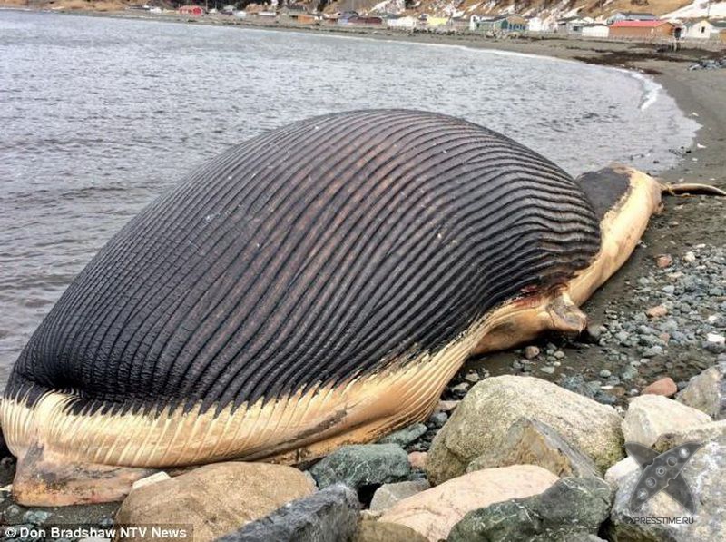 Взрывающийся кит