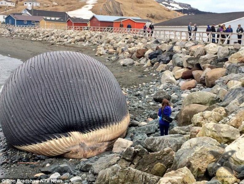 Взрывающийся кит