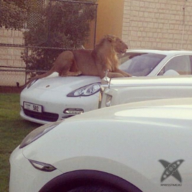 Такое возможно только в Дубае