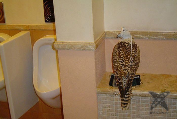 Такое возможно только в Дубае