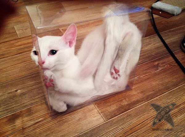 Кошка в коробке