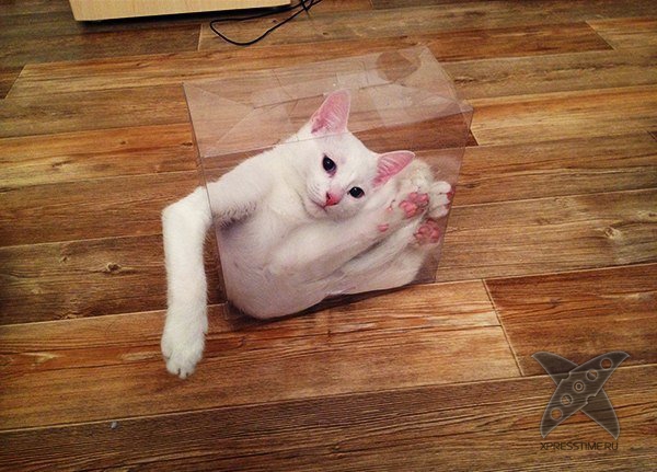 Кошка в коробке