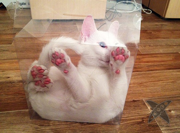 Кошка в коробке