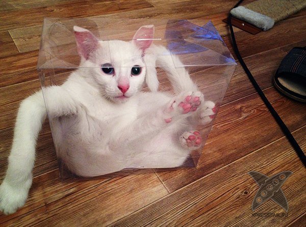 Кошка в коробке