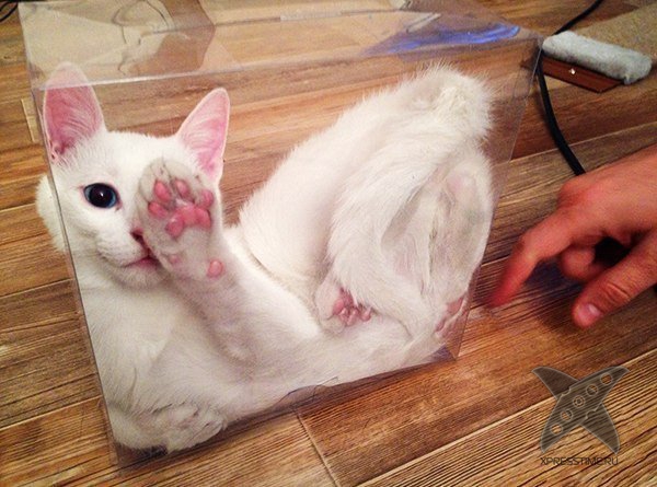 Кошка в коробке