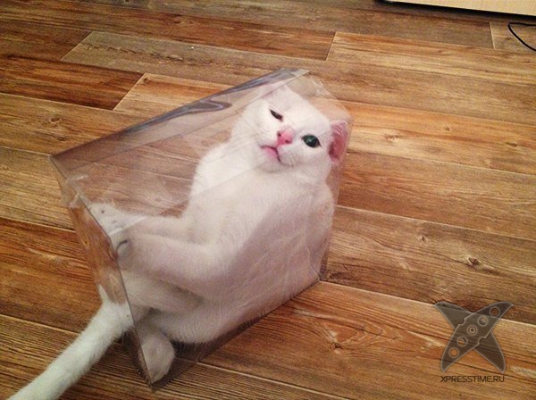 Кошка в коробке