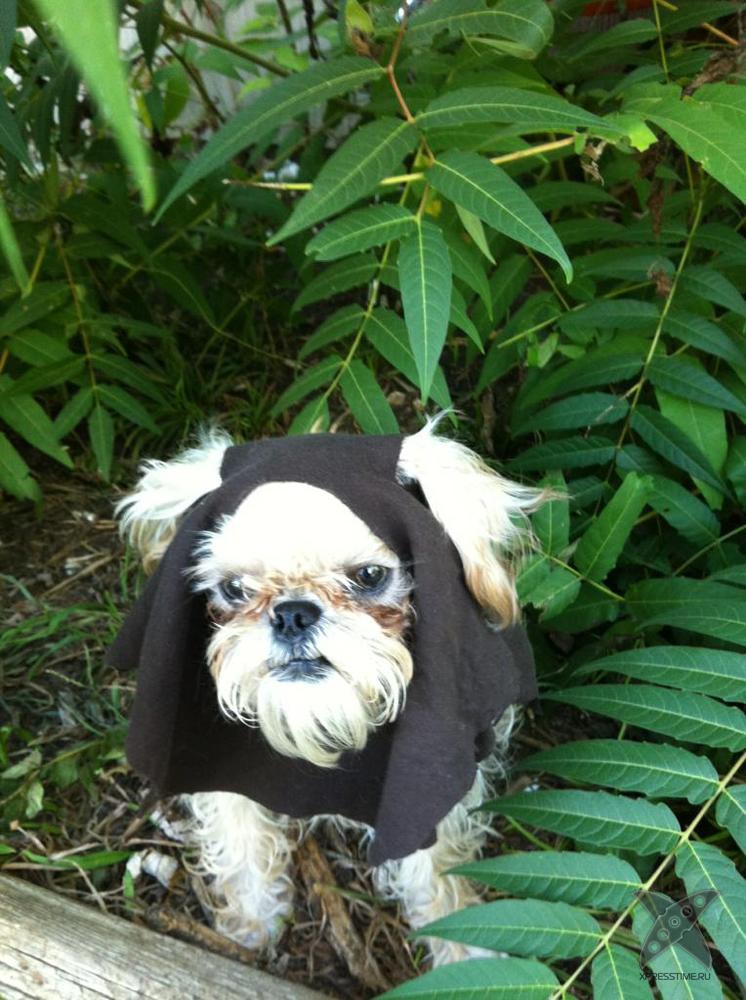 Животные в костюмах героев Звездных войн