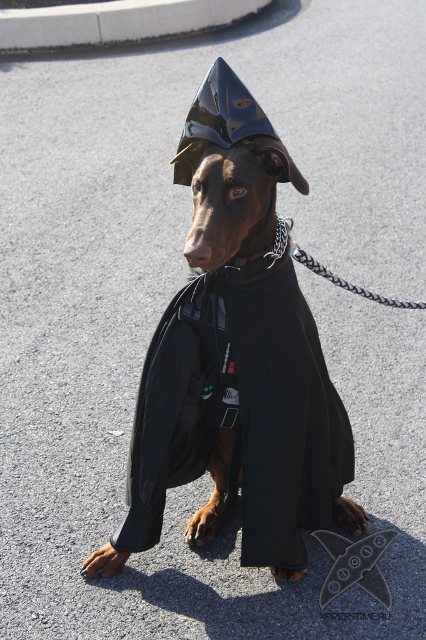 Животные в костюмах героев Звездных войн