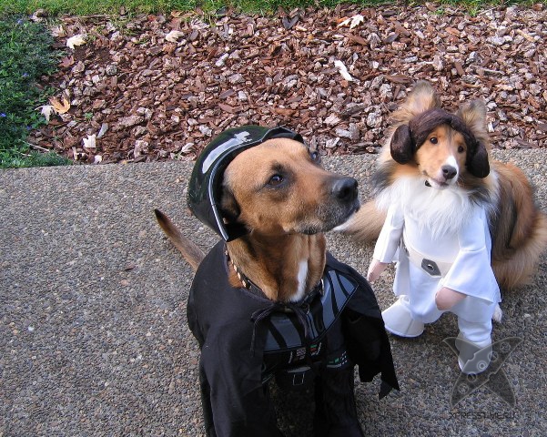 Животные в костюмах героев Звездных войн