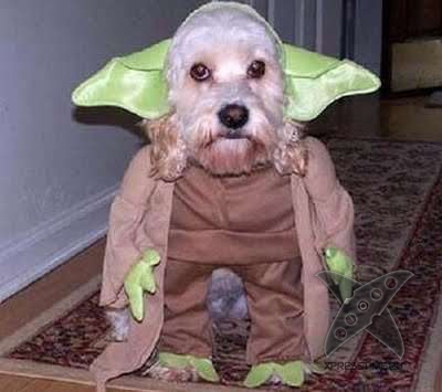 Животные в костюмах героев Звездных войн