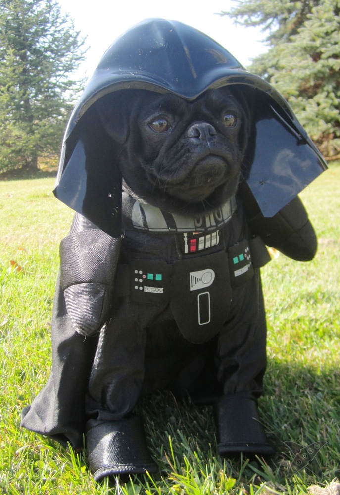 Животные в костюмах героев Звездных войн