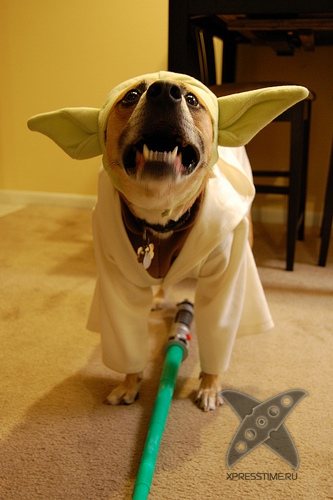 Животные в костюмах героев Звездных войн