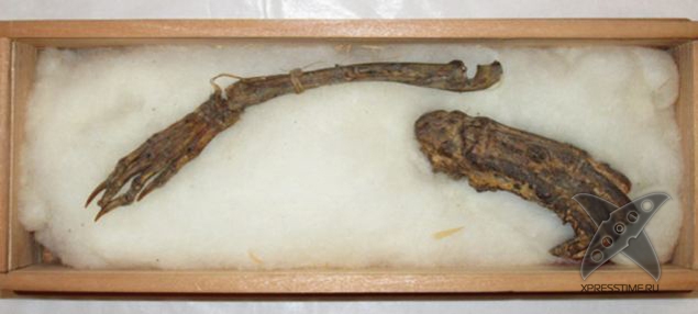 Останки японского водяного