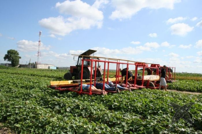 Комбайн для сбора огурцов