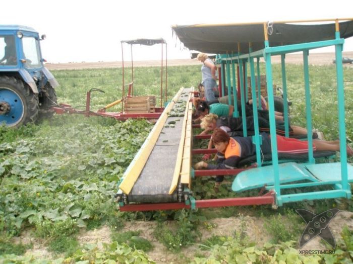 Комбайн для сбора огурцов