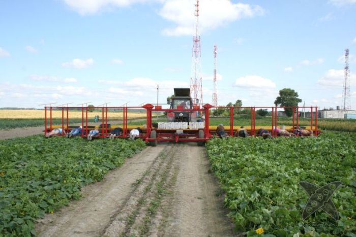 Комбайн для сбора огурцов