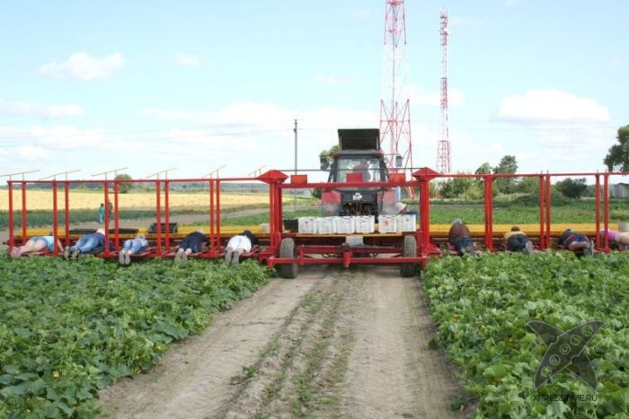 Комбайн для сбора огурцов