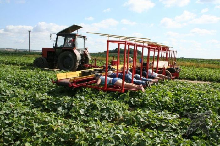 Комбайн для сбора огурцов