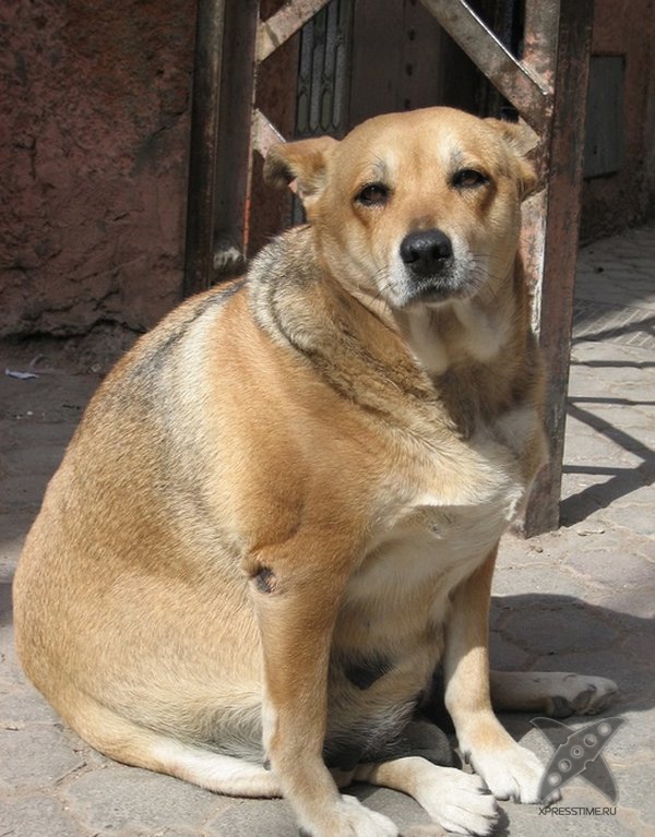 Перекормленные питомцы