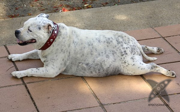 Перекормленные питомцы