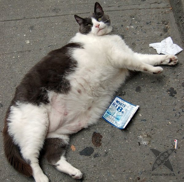 Перекормленные питомцы