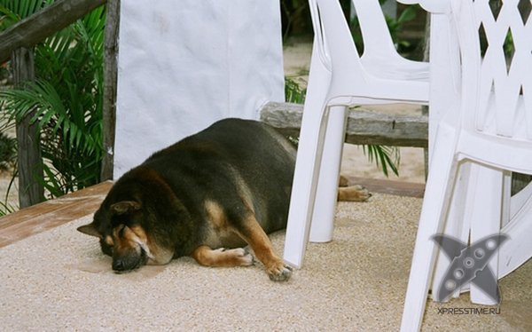 Перекормленные питомцы