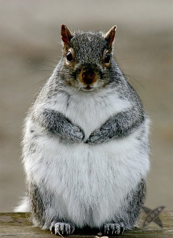 Перекормленные питомцы