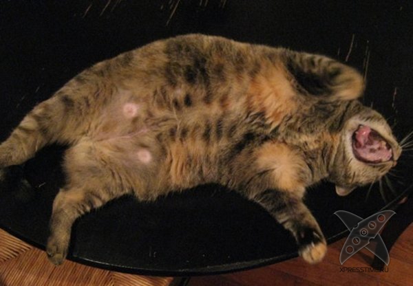 Перекормленные питомцы